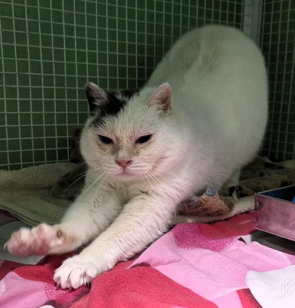 CELESTINA DOLCE GATTINA Foto 3